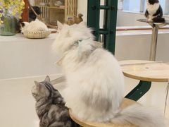 -共舞时光猫咖·狗咖(新街口店)