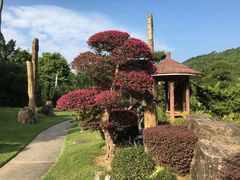 -深圳仙湖植物园