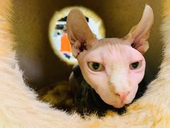 -藏猫猫咖啡主题馆(中央大道店)