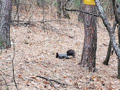 -帽儿山国家森林公园