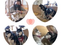 -Husky Go! 哈士奇体验馆·宠物咖啡厅狗咖