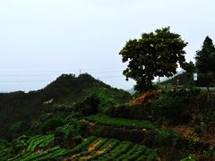 -杨家堂村