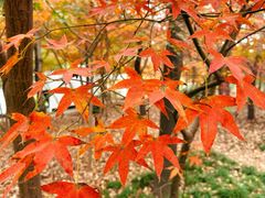 -上海共青森林公园