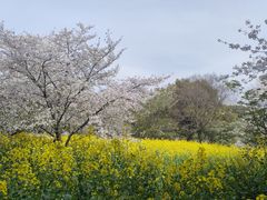-苏州上方山国家森林公园