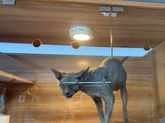 -喵百万·布偶·蓝金金渐层英短·猫舍(百子湾店)