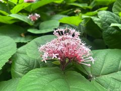 -西湖风景区-江洋畈生态公园