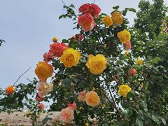 -国家植物园南园