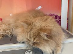 -Let's go狗咖·猫咖·奶狗·桌游(春熙路IFS店)