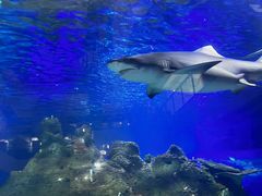 -江和美海洋公园