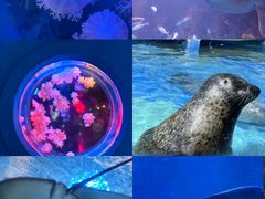 -太平洋海底世界