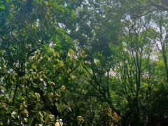 -上海佘山国家森林公园天马山园