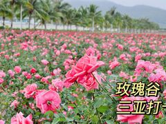-亚龙湾国际玫瑰谷
