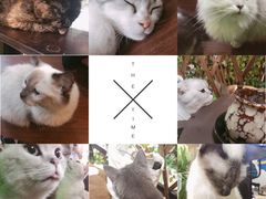 -李小姐の猫咖啡馆(五角场店)
