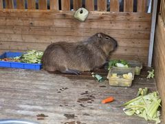 -廊坊固安福朋喜来登酒店