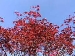 -广州市帽峰山景区