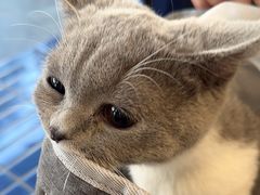 -伟伟宠物医院·CT影像中心·瑞派犬猫综合性门诊(汉口总院)