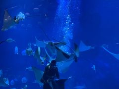 -烟台海昌鲸鲨海洋公园