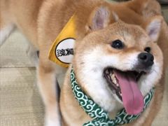 -逗柴咖啡屋·狗咖猫咖宠物桌游