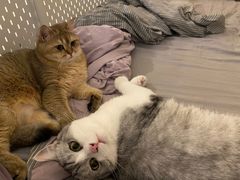 -东方名猫馆·英短金渐层布偶猫舍(环线广场1号楼店)