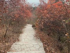 -北京西山国家森林公园