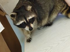 -浣熊柯尔鸭土拨鼠·电玩咖