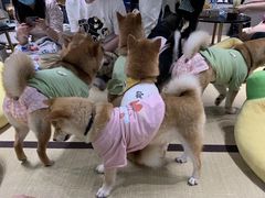 -逗柴咖啡屋·狗咖猫咖宠物桌游