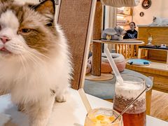 -滚猫咖啡·猫咖·猫友好撸猫(未来城店)