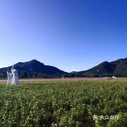 索菲亚薰衣草花海影视基地