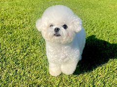 -翊宠yipet猫狗购宠庄园犬舍•猫舍