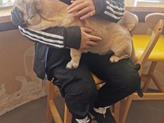 -喜柴咖啡·柴犬狗咖