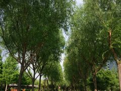 -唐城墙遗址公园