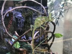 -上海大自然野生昆虫馆(东方明珠·爬宠昆虫探索中心)