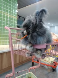 -Moni星球萌宠·小马宝莉·灵蛇·高端高阶全萌宠互动体验俱乐部(红豆国际广场店)