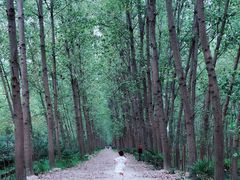 -合肥滨湖国家森林公园