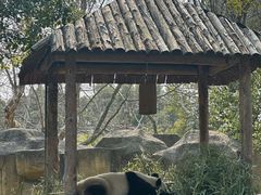 -上海野生动物园