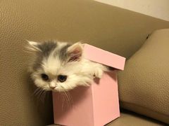 -猫大福·Fortune Cat猫舍(百子湾店)