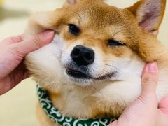 -逗柴咖啡屋·狗咖猫咖宠物桌游
