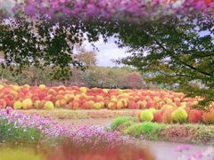 -花开海上生态园