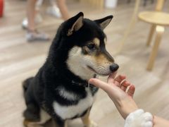-柴迷FANS CLUB·柴犬狗咖·猫咖