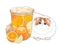 满杯橙橙-啵啵喵·猫咖(攀华国际店)