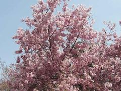 -西安青龙寺遗址景区