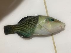 -海盗餐厅