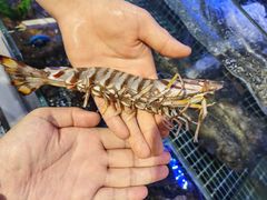 -开海·红岛海鲜虾水饺(石老人店)