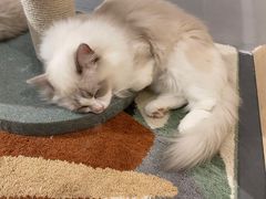 -有猫咖啡umeow coffee