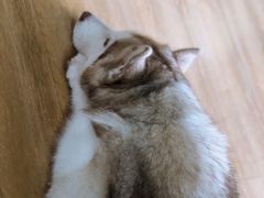 -Husky Go! 哈士奇体验馆·宠物咖啡厅狗咖