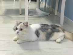 -喵的天空名猫咖啡馆·撸猫·猫舍·用品