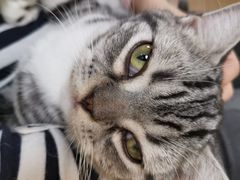 -猫和宫(六道口店)