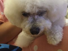 -Oh My Dog宠物沙龙(伊珊娜皮毛护理店)