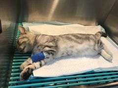 -瑞派天使宠物医院·神经外科·骨科·核磁(洛川中路店)