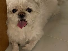-美联众合动物医院·24h转诊中心